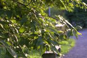 ../galleries/2015.08.02_Botanischer_Garten_mit_Christian/DSC_0714.thumbnail.jpg