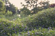 ../galleries/2015.08.02_Botanischer_Garten_mit_Christian/DSC_0717.thumbnail.jpg