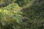 ../galleries/2015.08.02_Botanischer_Garten_mit_Christian/DSC_0718.thumbnail.jpg