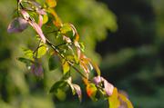 ../galleries/2015.08.02_Botanischer_Garten_mit_Christian/DSC_0726.thumbnail.jpg