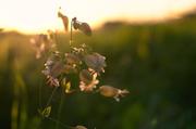 ../galleries/2015.09.24_Spaziergang_experimenteller_Botanischer_Garten/DSC_1493.thumbnail.jpg