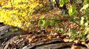 ../galleries/2015.10.27_Herbst_im_Wald/DSC_1903.thumbnail.jpg