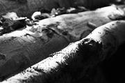 ../galleries/2015.10.27_Herbst_im_Wald/DSC_1908.thumbnail.jpg
