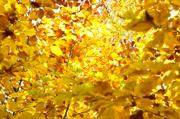 ../galleries/2015.10.27_Herbst_im_Wald/DSC_1952.thumbnail.jpg