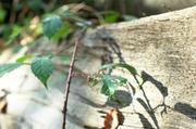 ../galleries/2015.10.27_Herbst_im_Wald/DSC_1953.thumbnail.jpg