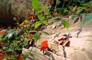 ../galleries/2015.10.27_Herbst_im_Wald/DSC_1959-hdr.thumbnail.jpg