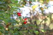 ../galleries/2015.10.27_Herbst_im_Wald/DSC_2003.thumbnail.jpg