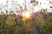 ../galleries/2015.10.27_Spaziergang/DSC_2091.thumbnail.jpg
