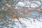 ../galleries/2016.01.04_Forstbotanischer_Garten/DSC_3958.thumbnail.jpg