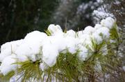 ../galleries/2016.01.04_Forstbotanischer_Garten/DSC_3973.thumbnail.jpg