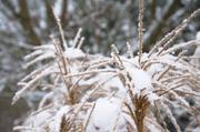 ../galleries/2016.01.04_Forstbotanischer_Garten/DSC_4004.thumbnail.jpg