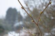 ../galleries/2016.01.04_Forstbotanischer_Garten/DSC_4009.thumbnail.jpg