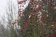 ../galleries/2016.01.04_Forstbotanischer_Garten/DSC_4031.thumbnail.jpg