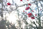 ../galleries/2016.02.13_Kerstlingeroeder_Feld/DSC_4207.thumbnail.jpg