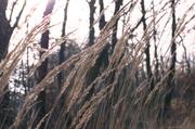 ../galleries/2016.02.13_Kerstlingeroeder_Feld/DSC_4258.thumbnail.jpg