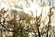 ../galleries/2016.04.06_Fruehling/DSC_4526-hdr_01.thumbnail.jpg