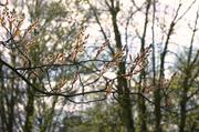 ../galleries/2016.04.06_Fruehling/DSC_4527.thumbnail.jpg