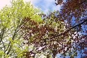 ../galleries/2016.04.16_Mehr_Fruehling/DSC_4643.thumbnail.jpg