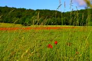 ../galleries/2016.06.09_Spaziergang_Weende/DSC_5636_03.thumbnail.jpg