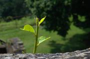 ../galleries/2016.06.25_Burg_Hanstein/DSC_5704.thumbnail.jpg