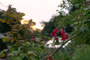 ../galleries/2016.07.09_Gartenparty/DSC_6006.thumbnail.jpg