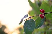 ../galleries/2016.08.04_Abendrot/DSC_6693.thumbnail.jpg