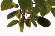 ../galleries/2016.08.04_Abendrot/DSC_6708.thumbnail.jpg