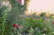 ../galleries/2016.08.13_Droyßig/DSC_6792.thumbnail.jpg