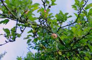 ../galleries/2016.08.13_Droyßig/DSC_6794.thumbnail.jpg