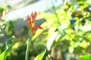 ../galleries/2016.09.26_Im_Gewachshaus/DSC_7770.thumbnail.jpg