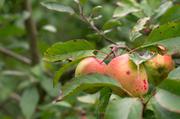 ../galleries/2016.09.26_Im_Gewachshaus/DSC_7866.thumbnail.jpg