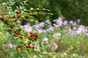 ../galleries/2016.09.26_Im_Gewachshaus/DSC_7881.thumbnail.jpg