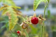 ../galleries/2016.09.26_Im_Gewachshaus/DSC_7900_01.thumbnail.jpg