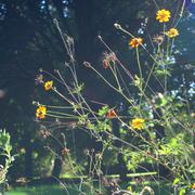 ../galleries/2016.10.16_Klosterpark_im_Herbstsommer/DSC_8153.thumbnail.jpg
