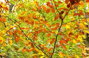 ../galleries/2016.11.03_Mehr_Herbst/DSC_8777.thumbnail.jpg