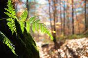 ../galleries/2016.11.13_Saechsische_Schweiz/DSC_9292.thumbnail.jpg