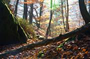 ../galleries/2016.11.13_Saechsische_Schweiz/DSC_9293.thumbnail.jpg