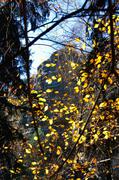 ../galleries/2016.11.13_Saechsische_Schweiz/DSC_9301.thumbnail.jpg