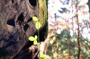 ../galleries/2016.11.13_Saechsische_Schweiz/DSC_9376.thumbnail.jpg