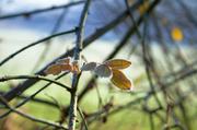 ../galleries/2016.12.04_Frost/DSC_9557.thumbnail.jpg