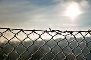 ../galleries/2016.12.04_Frost/DSC_9661.thumbnail.jpg