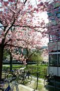 ../galleries/2017.03.31_Kirschbaeume_auf_Z-Campus/DSC_0973.thumbnail.jpg