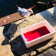 ../galleries/2017.04.08_Venedig_5/DSC_2140.thumbnail.jpg