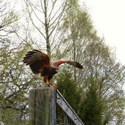 ../galleries/2017.05.01_Wildpark_Solling/DSC_2818.thumbnail.jpg