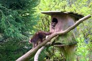 ../galleries/2017.05.01_Wildpark_Solling/DSC_2828_01.thumbnail.jpg