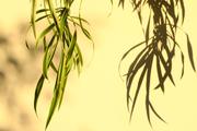 ../galleries/2017.05.25_Schattenblumen/DSC_2914.thumbnail.jpg