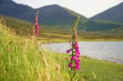 ../galleries/2017.06.09_Schottland_Tag_2/DSC_3159.thumbnail.jpg