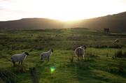 ../galleries/2017.06.10_Schottland_Tag_3/DSC_3321.thumbnail.jpg