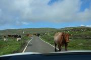 ../galleries/2017.06.13_Schottland_Tag_6/DSC_3573.thumbnail.jpg