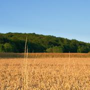 ../galleries/2017.07.20_Abendspaziergang_in_Weende/DSC_4268.thumbnail.jpg